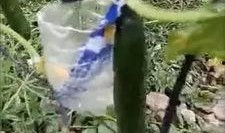 荷兰网红吃瓜事件视频,吃瓜事件引发网友热议